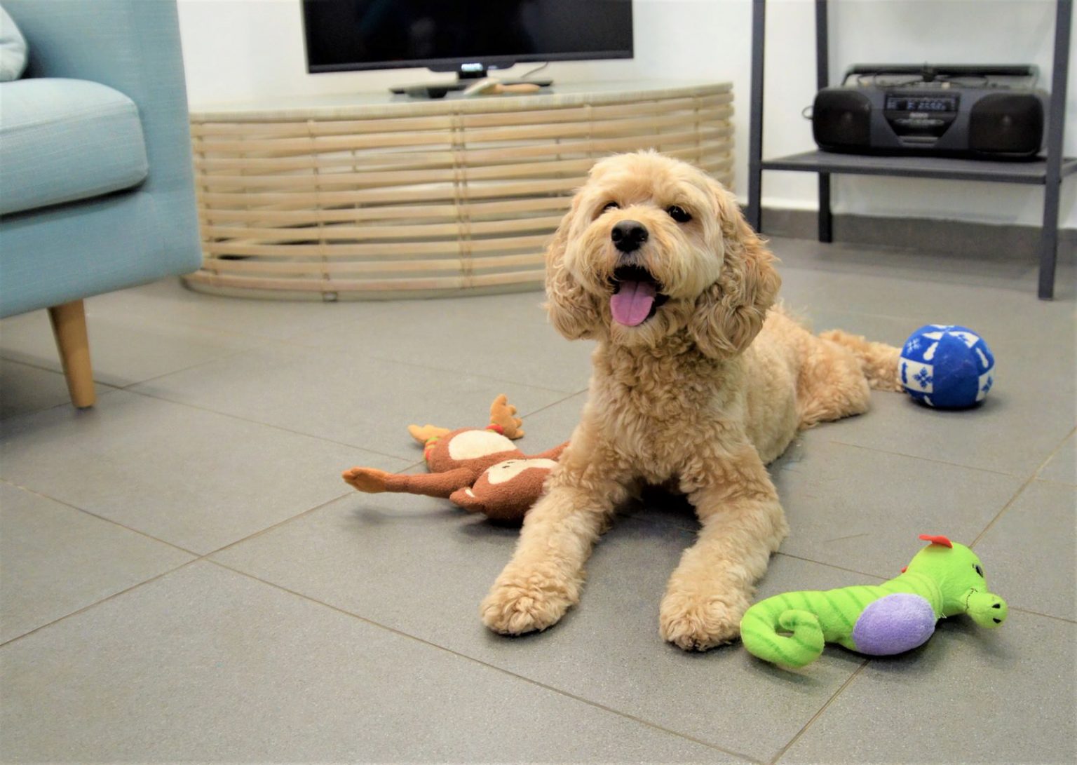 Dog Boarding Mutts & Mittens