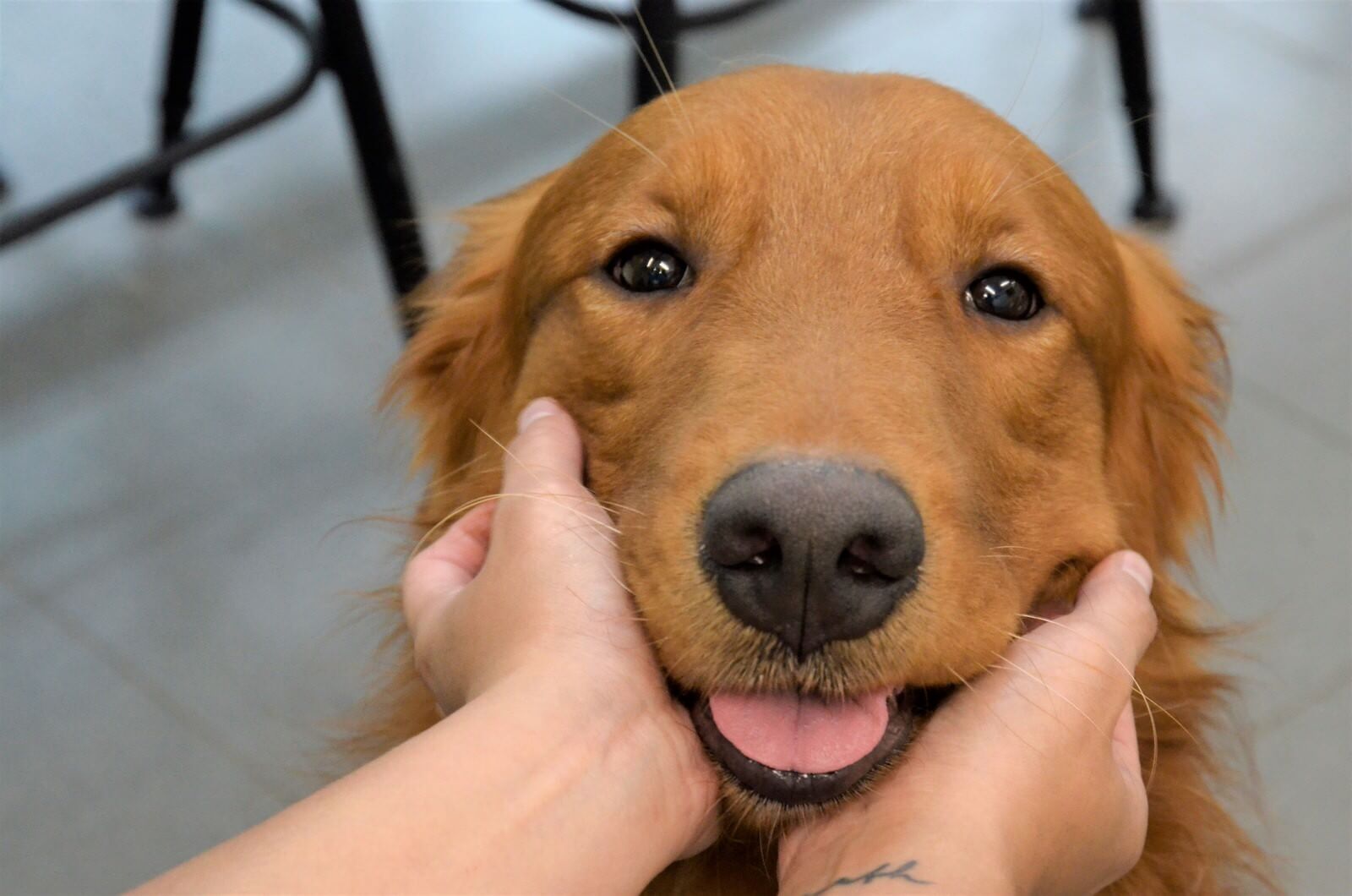 happy dog boarding