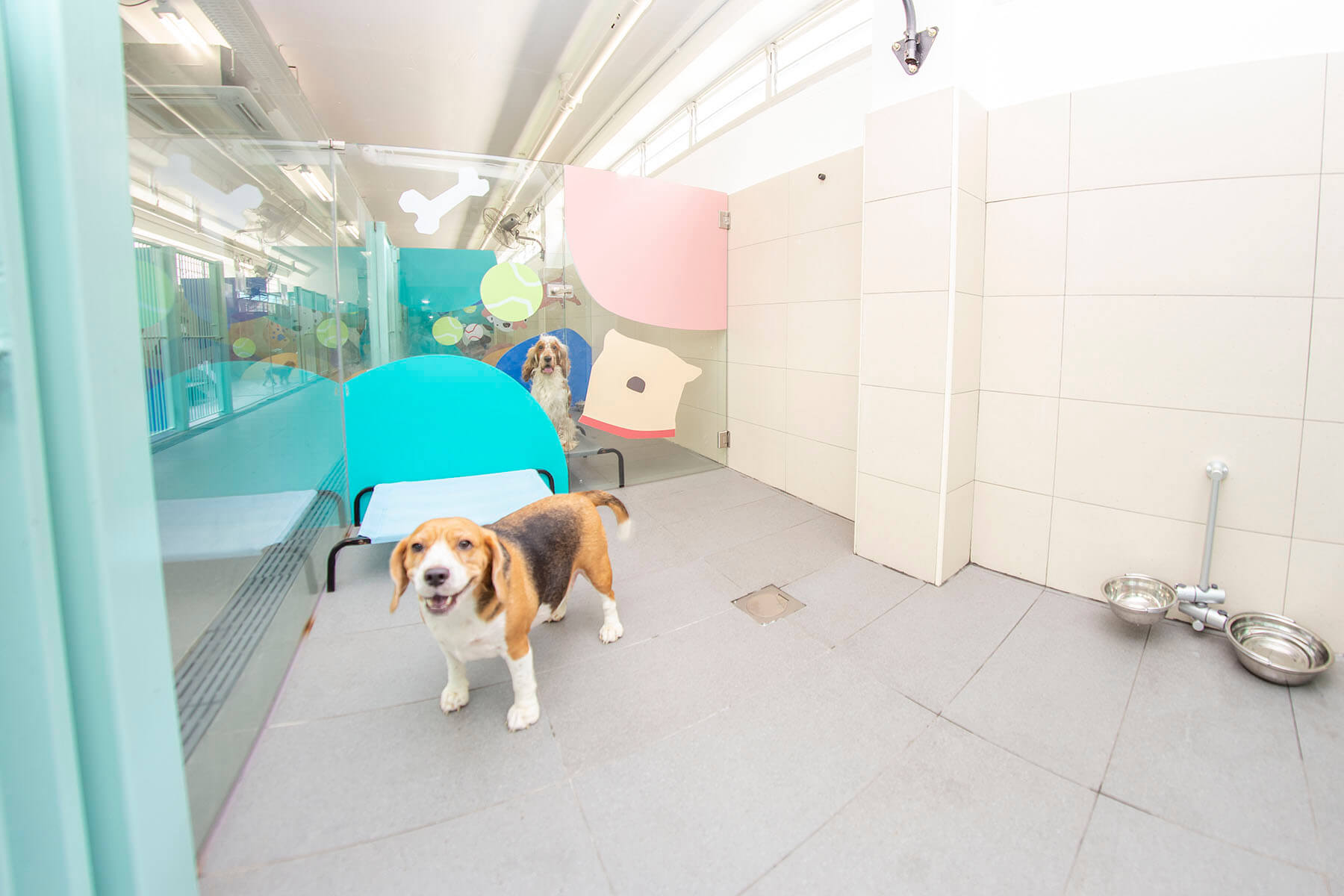 dog boarding room